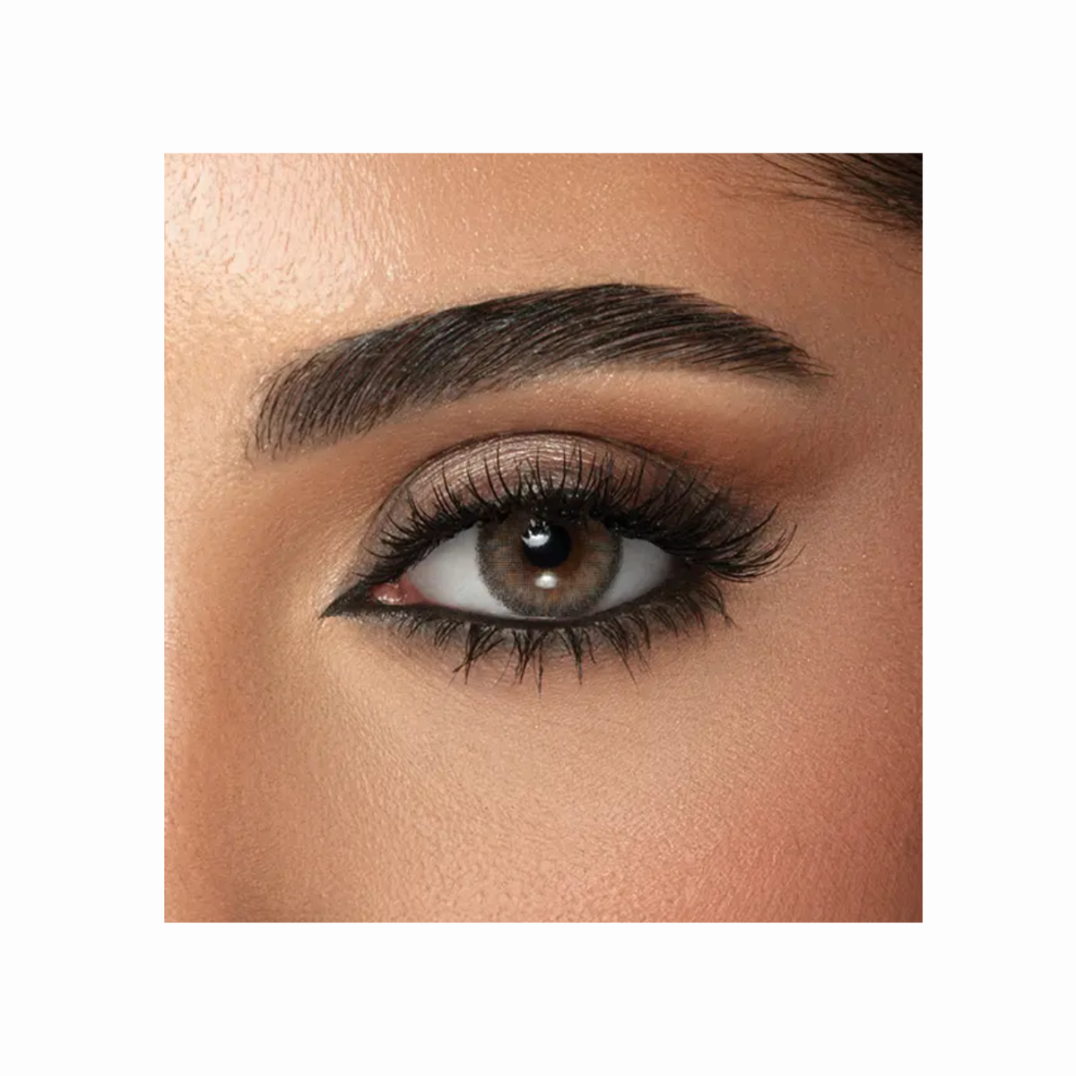 Amara - Shark Gray (One Day) - 10 Lenses